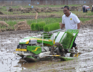 Rice Transplanter Tipe Berjalan