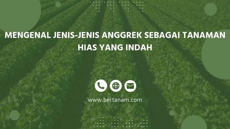 Mengenal Jenis Jenis Anggrek Sebagai Tanaman Hias Yang Indah Bertanam