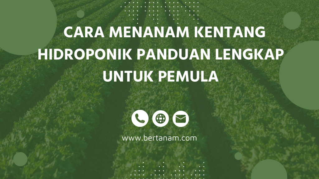 Hidroponik: Panduan Lengkap untuk Pemula Menuju Pertanian Tanpa Tanah yang Sukses