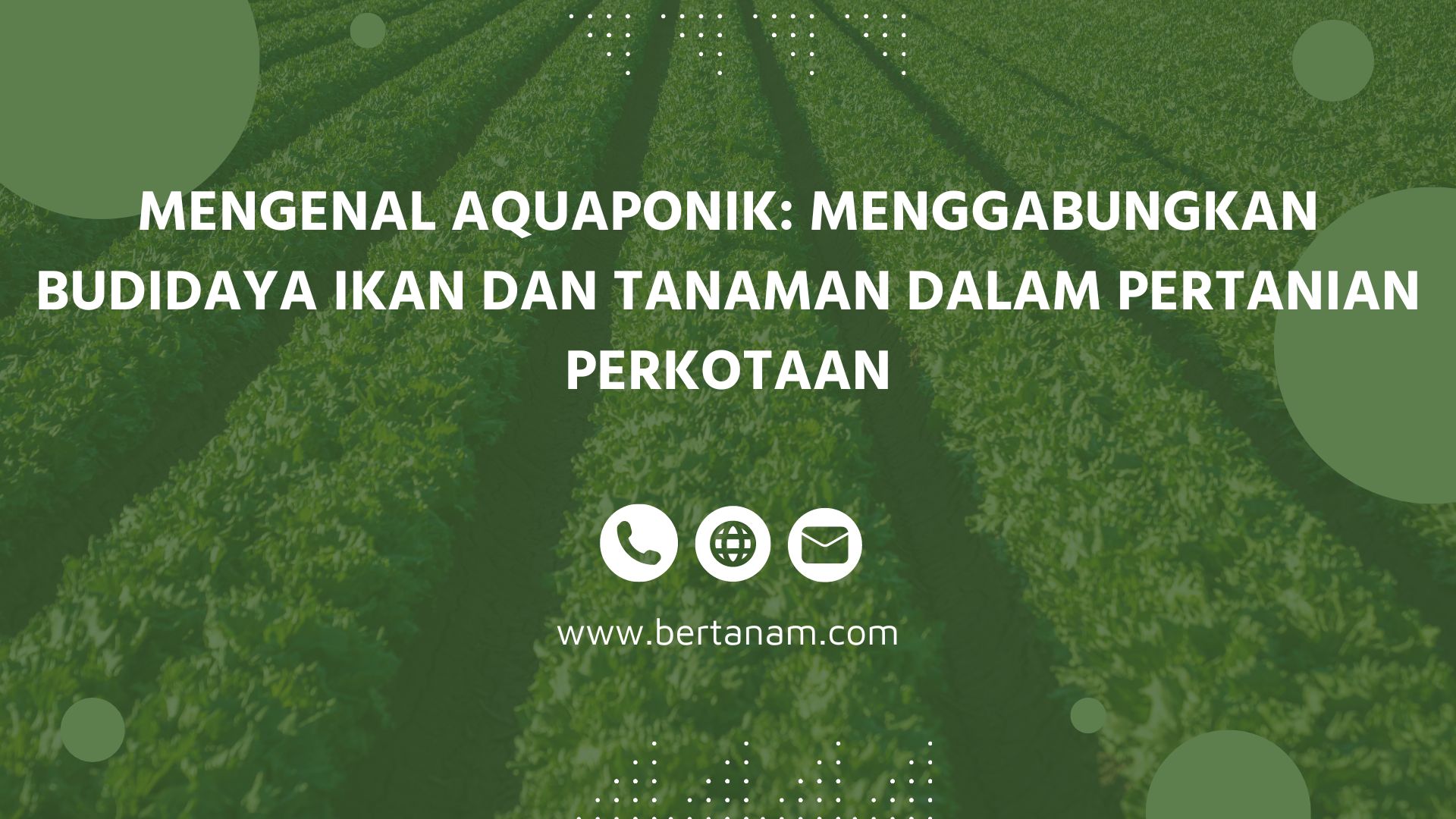 Mengenal Aquaponik Menggabungkan Budidaya Ikan Dan Tanaman Dalam Pertanian Perkotaan Bertanam