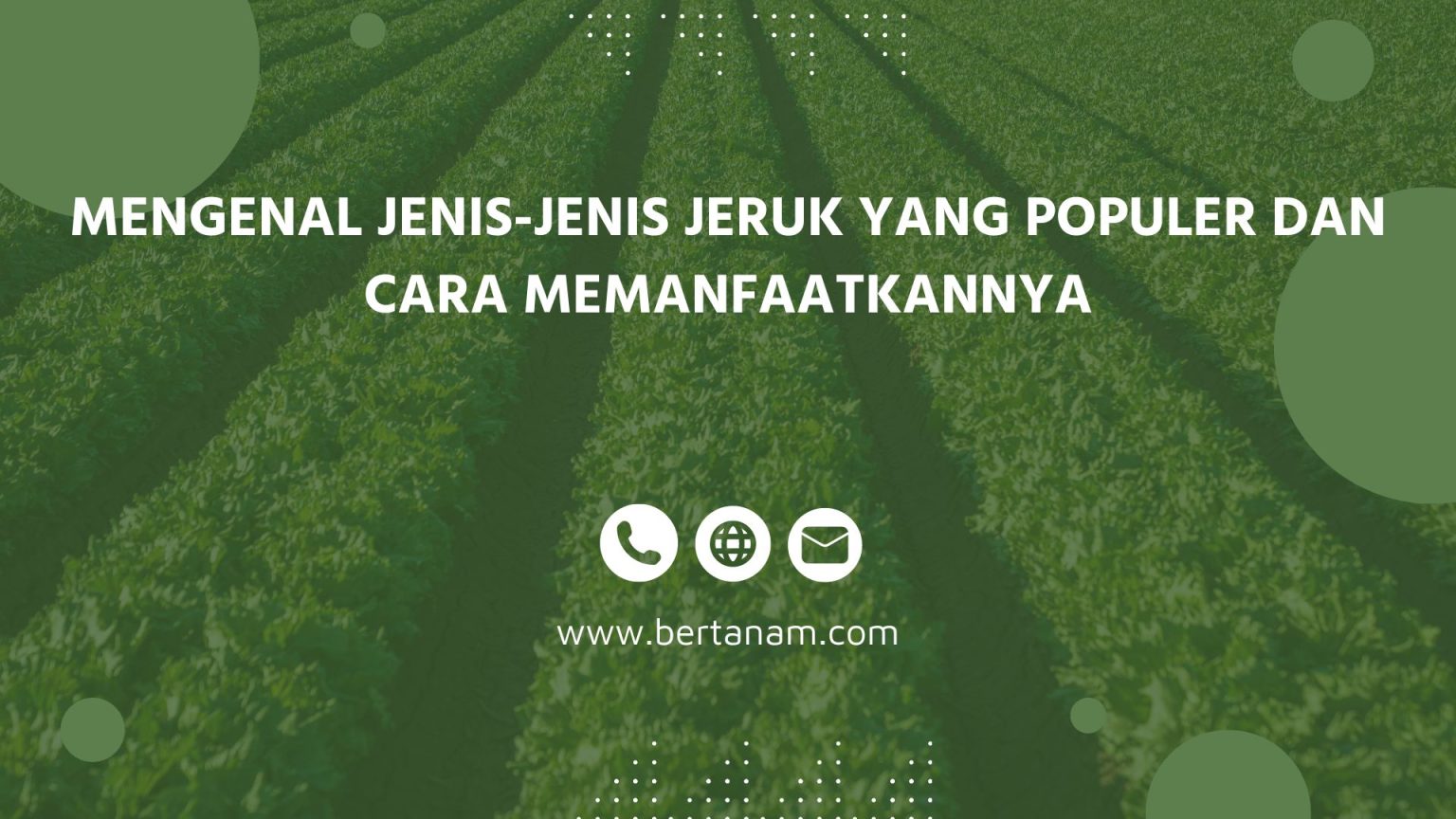 Jenis Jenis Jeruk Yang Populer Di Indonesia Muffingra 3839