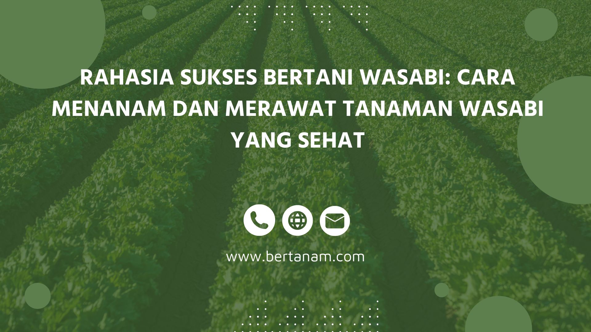 Rahasia Sukses Bertani Wasabi Cara Menanam Dan Merawat Tanaman Wasabi Yang Sehat Bertanam