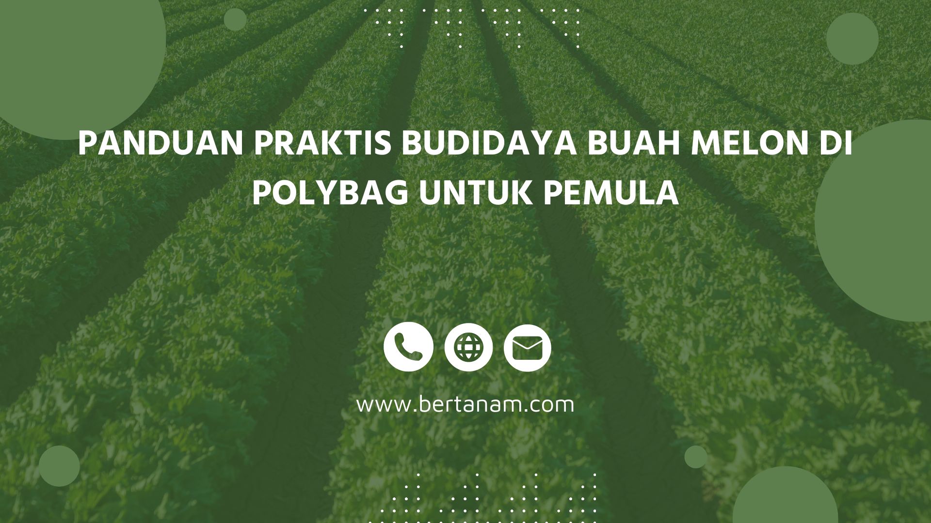 Panduan Praktis Budidaya Buah Melon Di Polybag Untuk Pemula - Bertanam