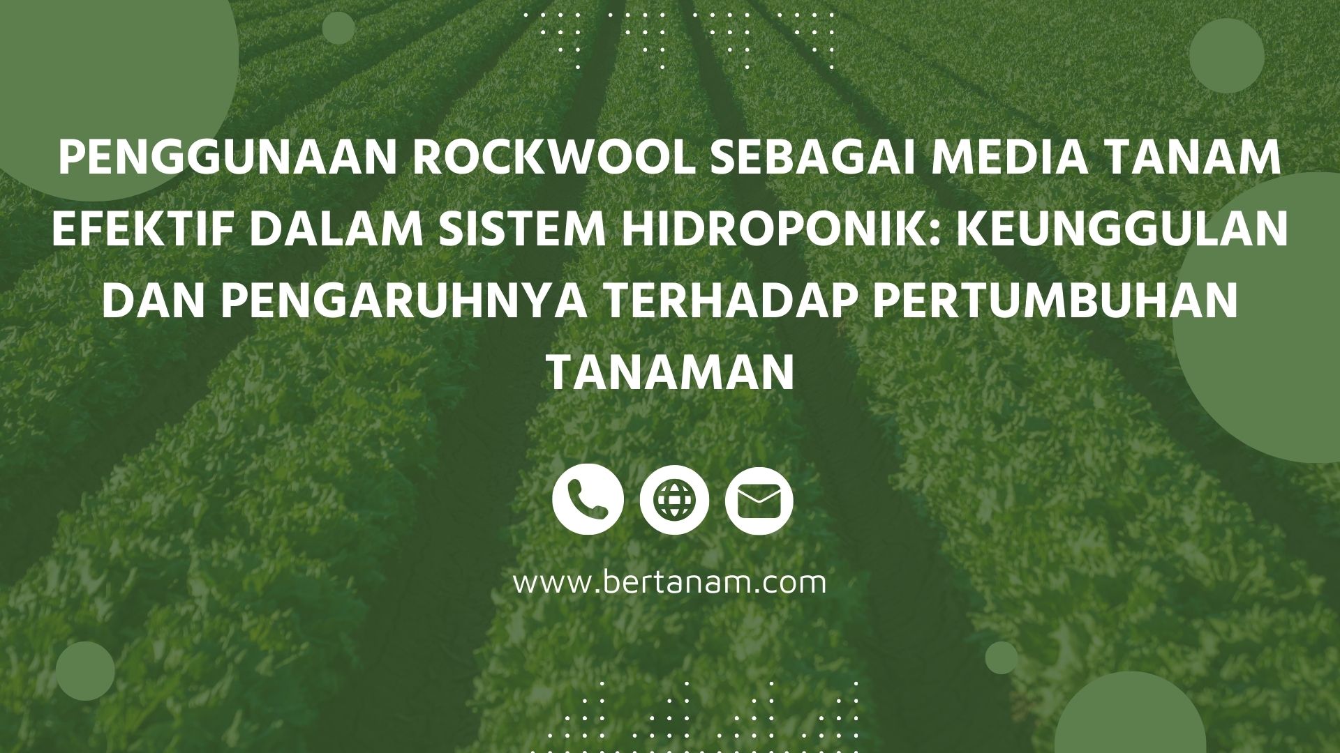 Penggunaan Rockwool Sebagai Media Tanam Efektif Dalam Sistem Hidroponik