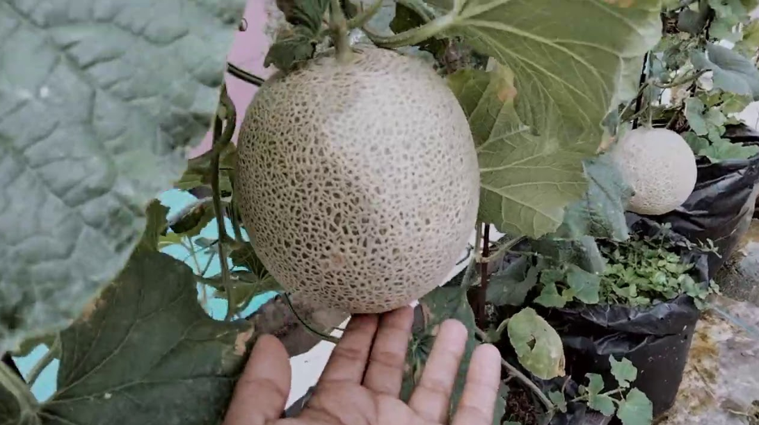 Cara Menanam Melon Di Polybag: Solusi Praktis Untuk Tanaman Buah Di ...