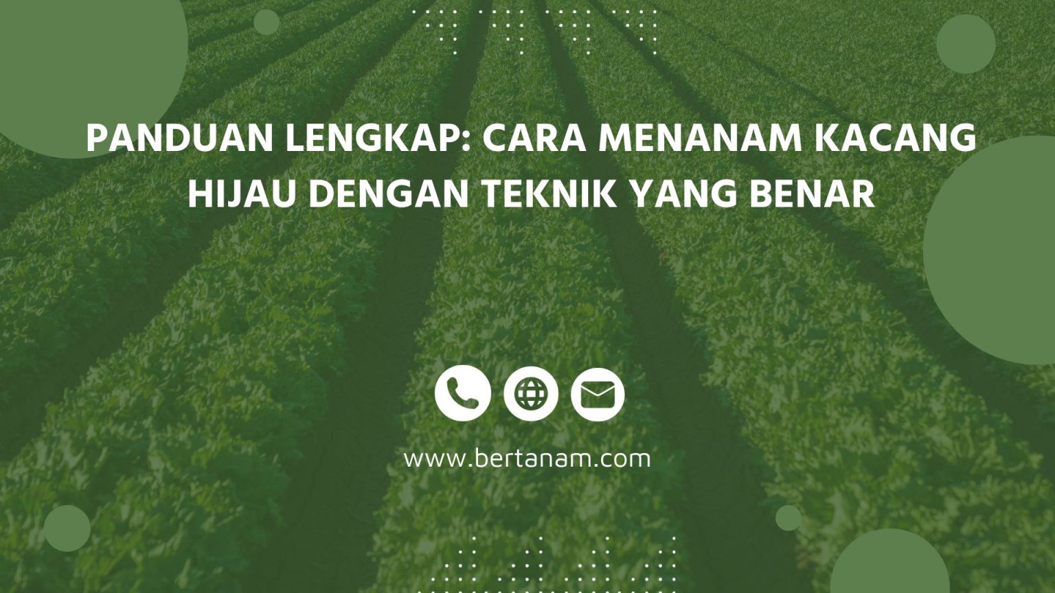 Panduan Lengkap: Cara Menanam Kacang Hijau Dengan Teknik Yang Benar ...