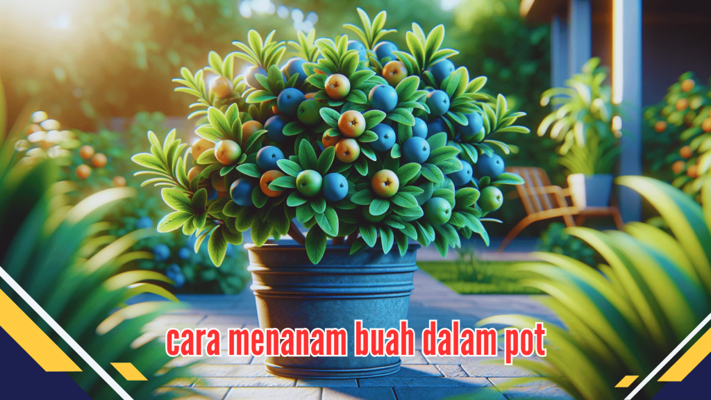 cara menanam buah dalam pot
