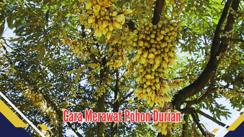 Cara Merawat Pohon Durian