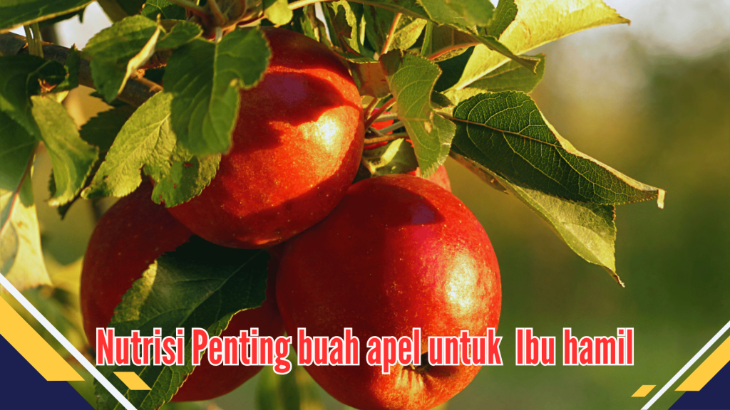 Nutrisi Penting buah apel untuk Ibu Hamil
