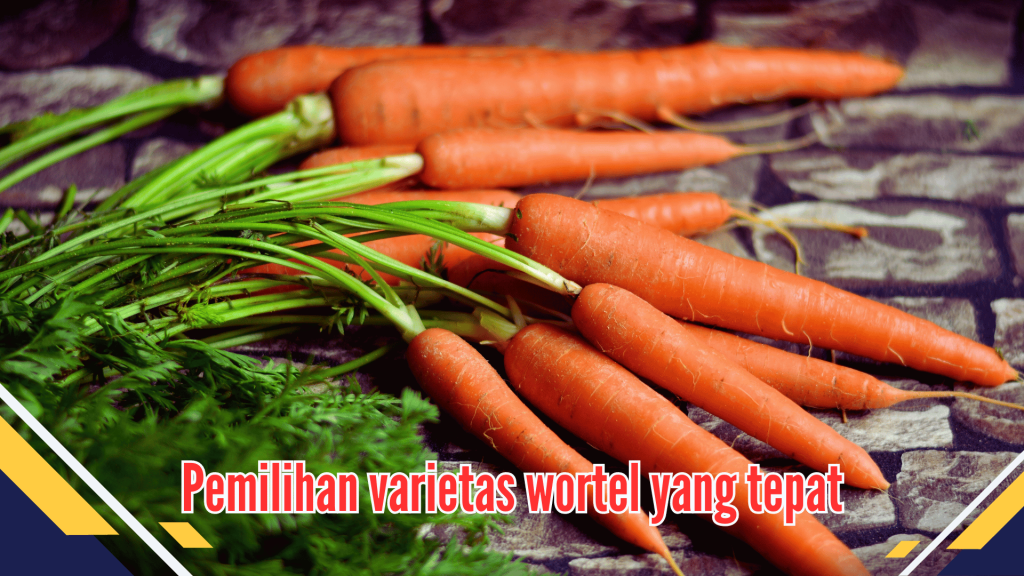 Pemilihan varietas wortel yang tepat