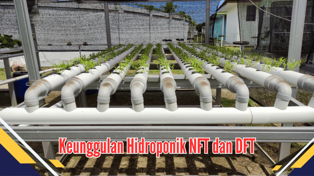 Keunggulan Hidroponik NFT dan DFT