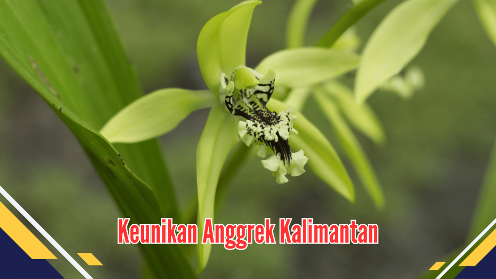  Keunikan Anggrek Kalimantan
