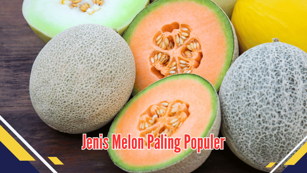 Jenis buah melon paling populer