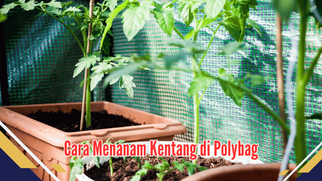 cara menanam kentang di polybag