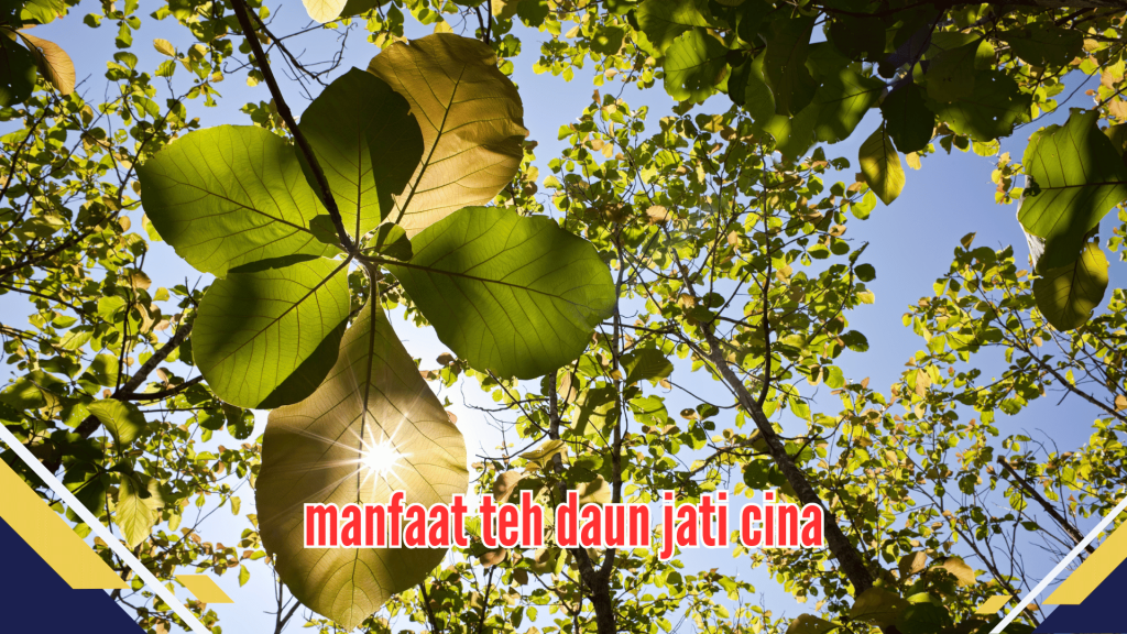 manfaat teh daun jati cina