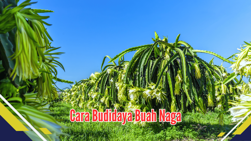 Cara budidaya buah naga