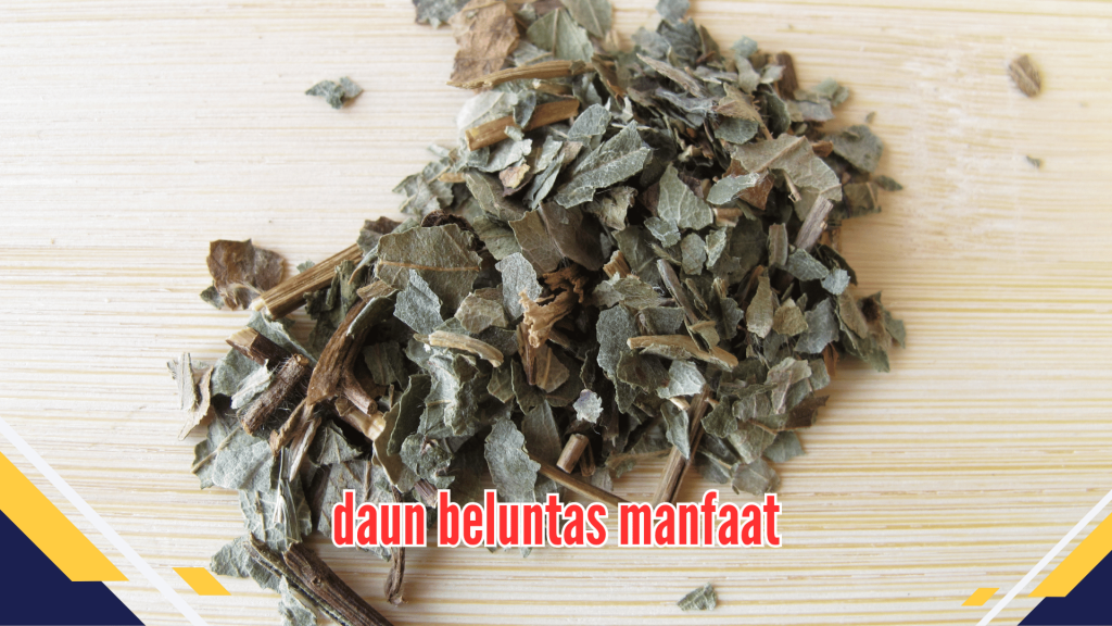 daun beluntas manfaat