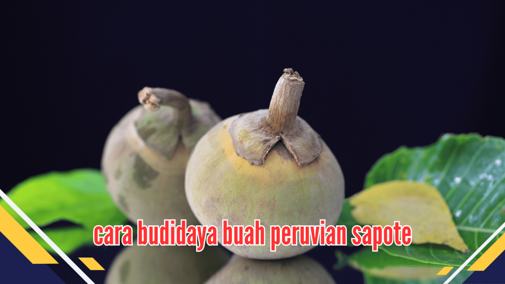 cara budidaya buah peruvian sapote