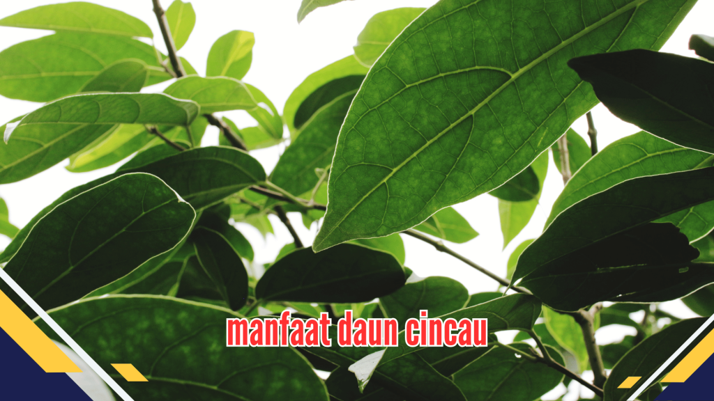 Manfaat Daun Cincau 