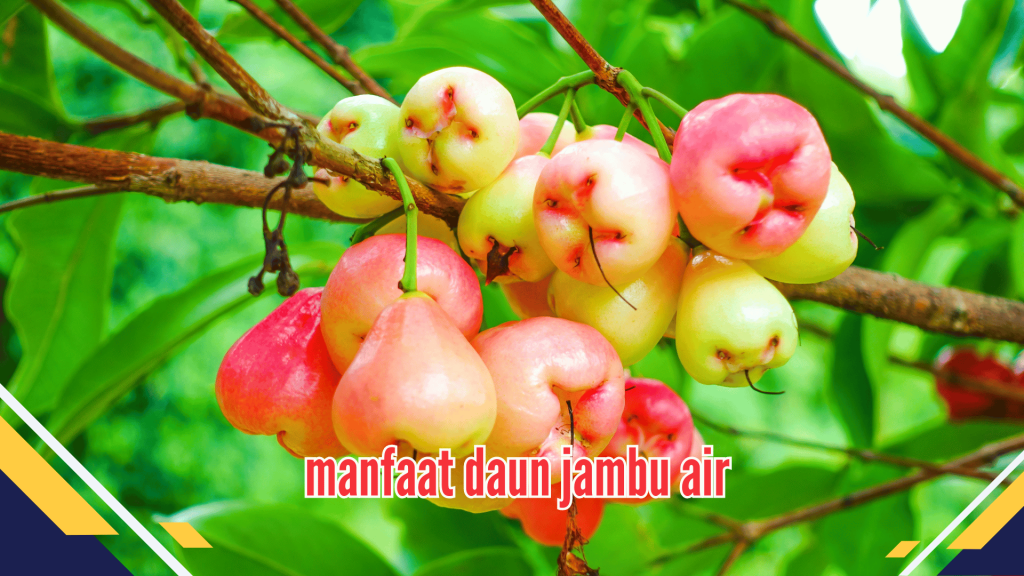 manfaat daun jambu air