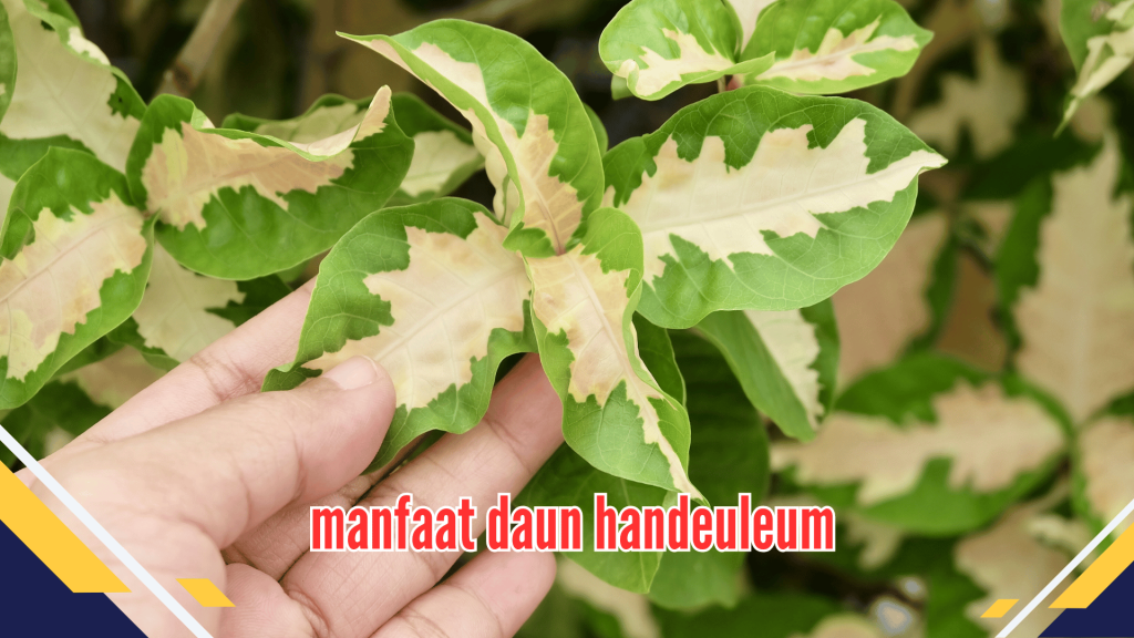 Manfaat Daun Handeuleum