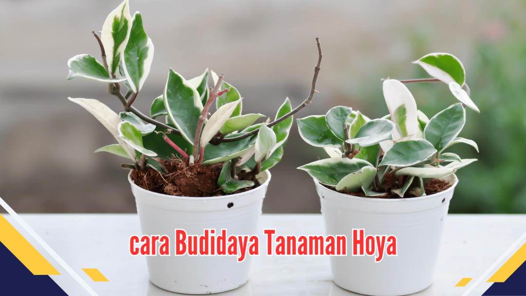 cara Budidaya Tanaman Hoya