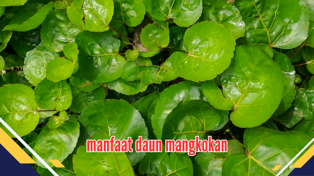 manfaat daun mangkokan