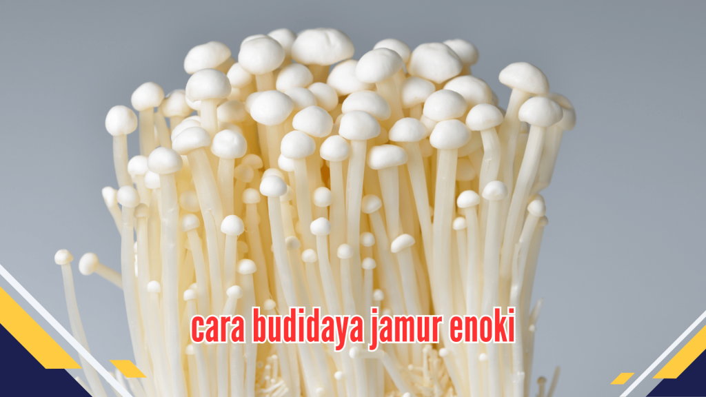  cara budidaya jamur enoki 