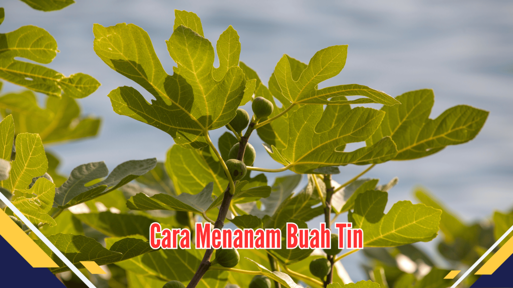 Cara Menanam Buah Tin