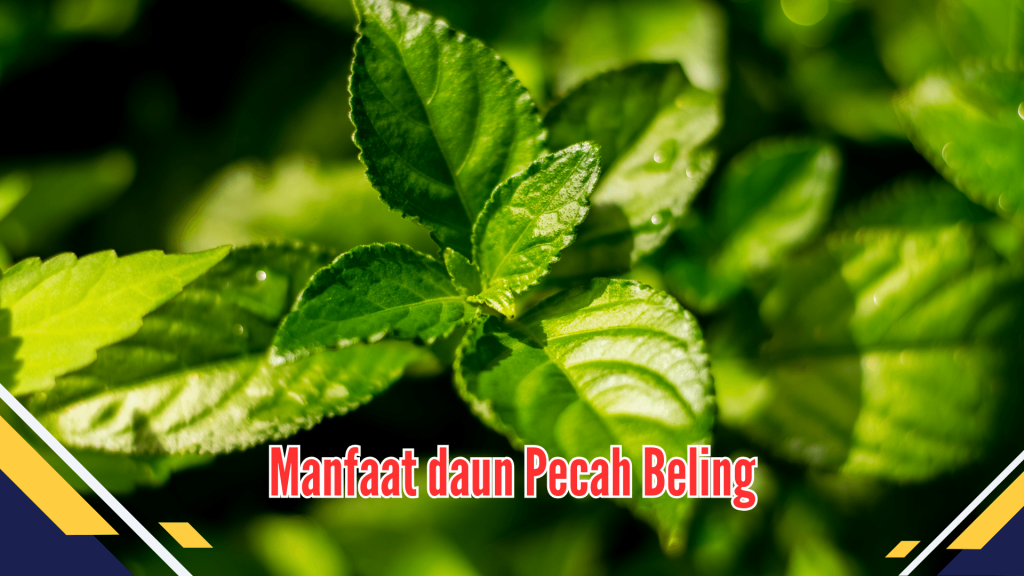 Manfaat Daun Pecah Beling