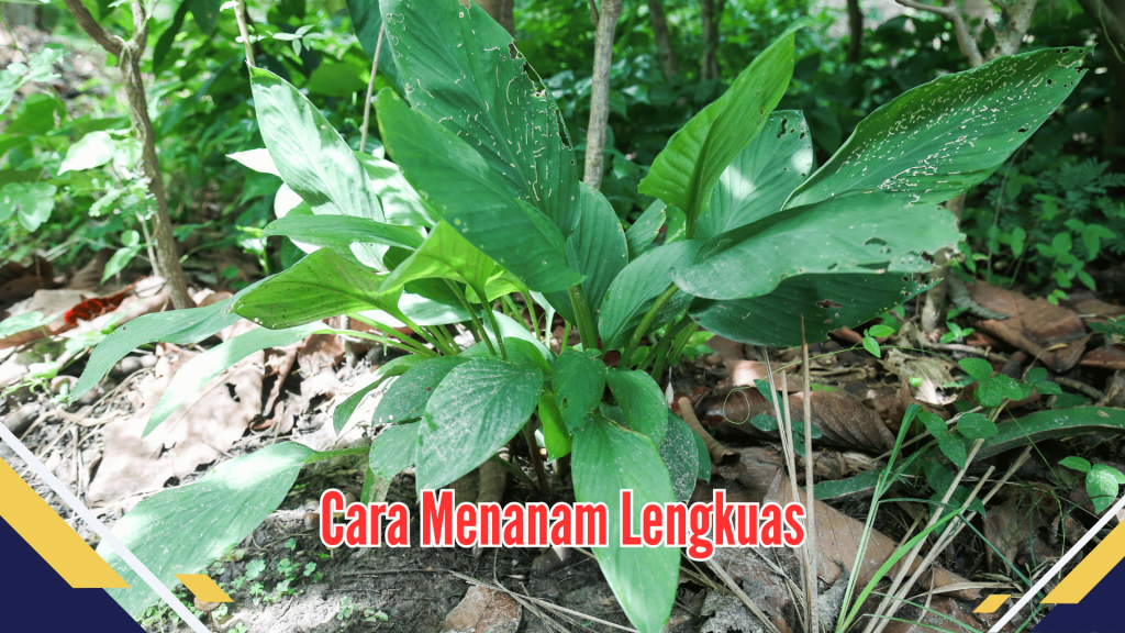 Cara Menanam Lengkuas