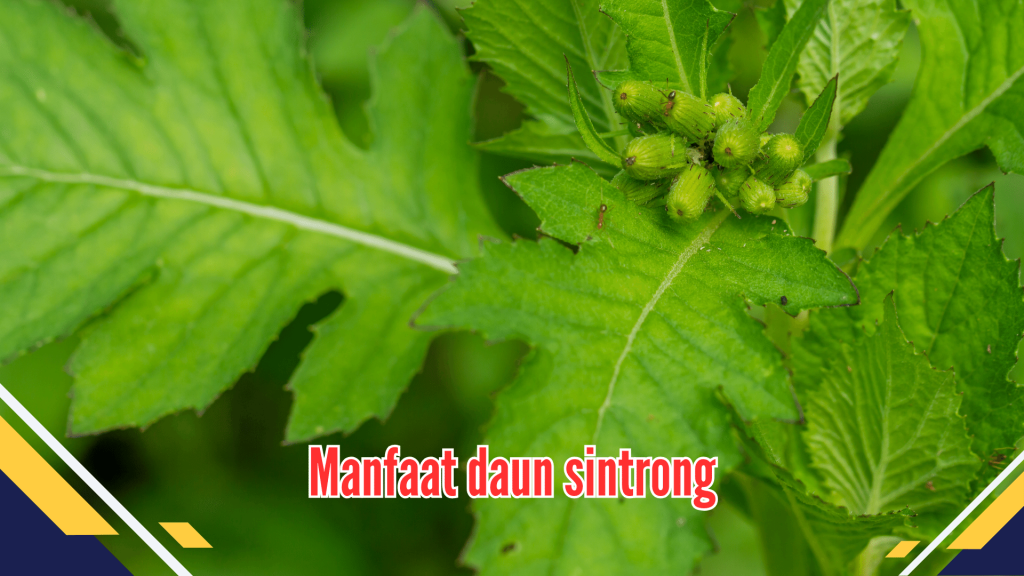 Manfaat Daun Sintrong