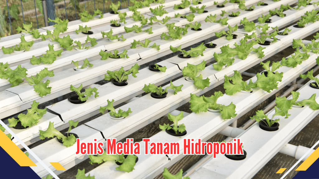 Jenis Media Tanam Hidroponik 