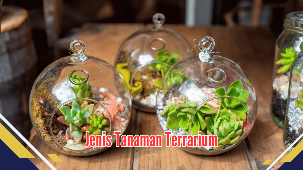 Jenis Tanaman Terrarium