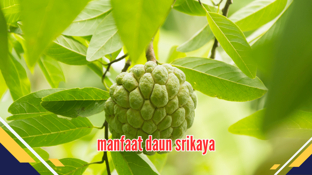 Manfaat Daun Srikaya