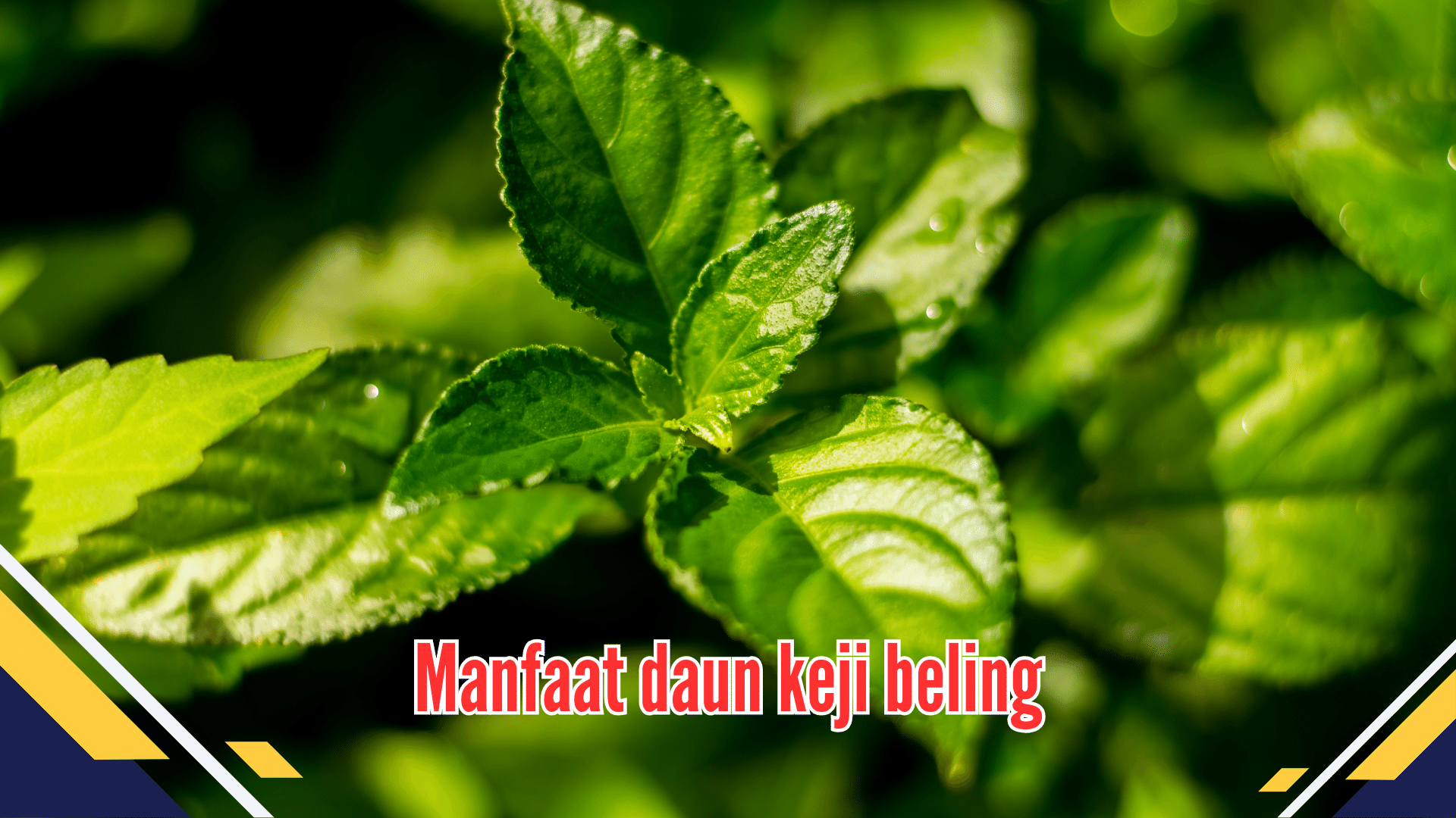 Penting! Inilah Manfaat Daun Keji Beling Yang Harus Anda Amati Sekarang ...