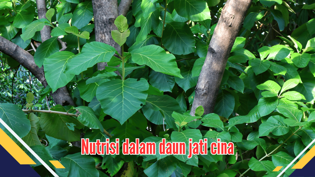 Nutrisi dalam daun jati cina