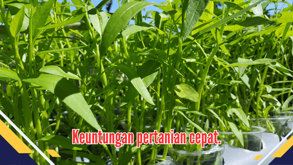 Keuntungan pertanian cepat