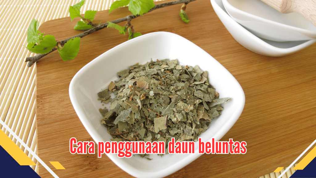 Cara penggunaan daun beluntas