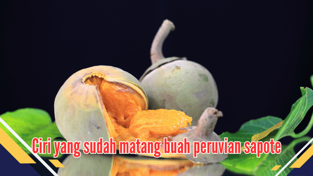 Ciri yang sudah matang buah peruvian sapote