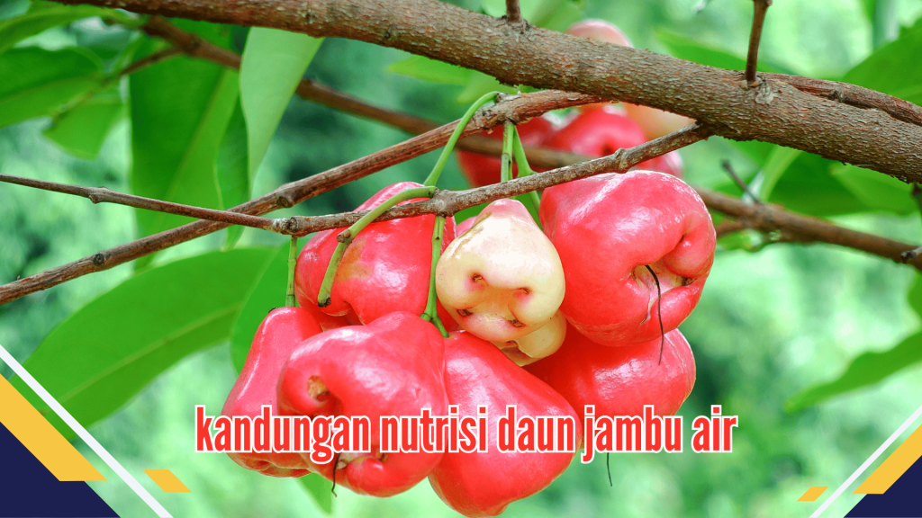 kandungan nutrisi daun jambu air