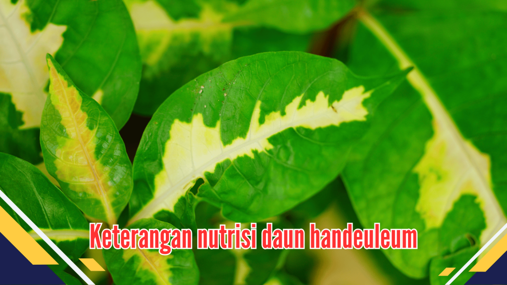 Manfaat Daun Handeuleum