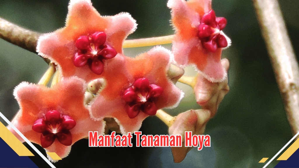 Manfaat Tanaman Hoya