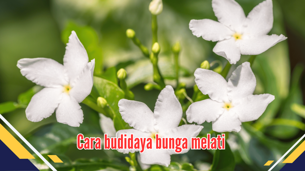 Cara budidaya bunga melati