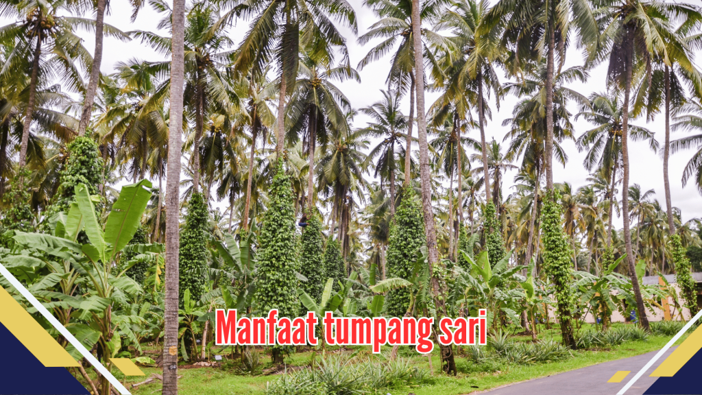 Manfaat tumpang sari