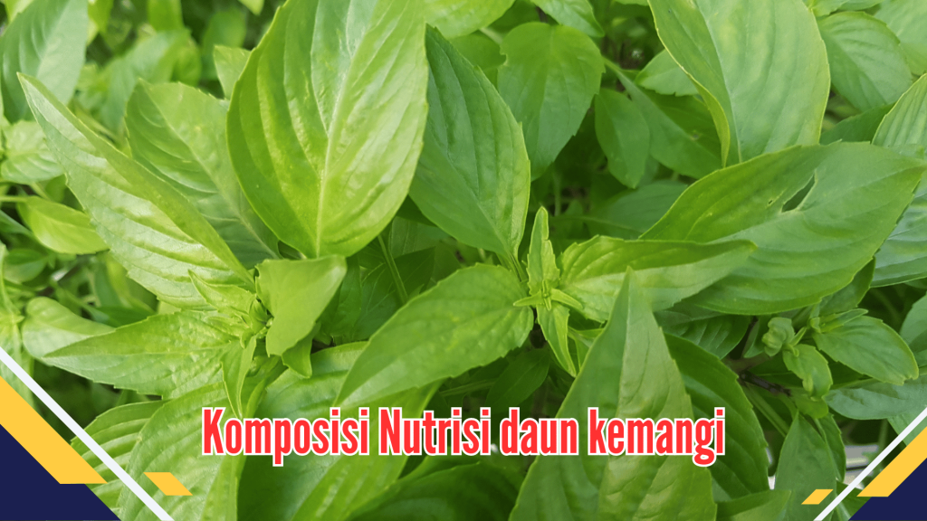 komposisi Nutrisi daun kemangi