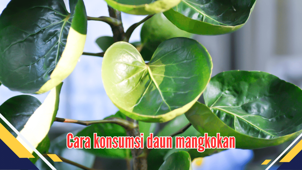 Cara konsumsi daun mangkokan