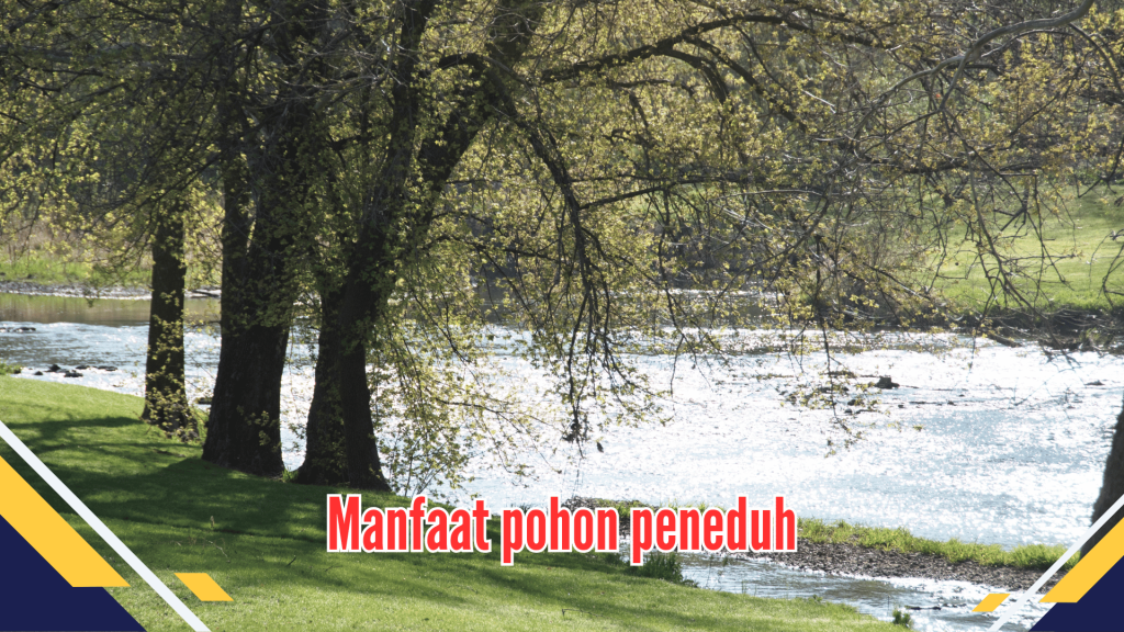 Manfaat pohon peneduh