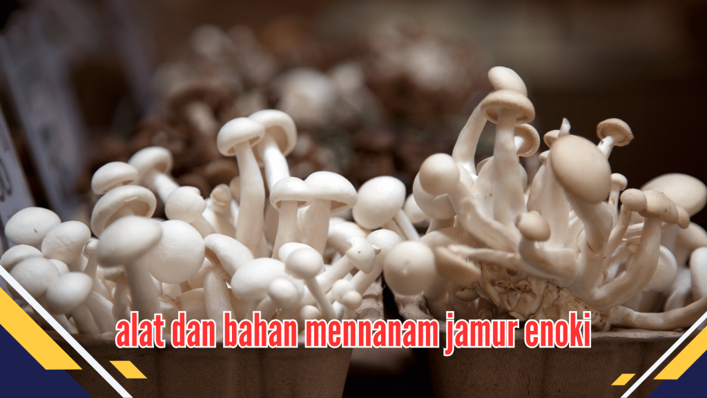 Alat dan bahan mennanam jamur enoki