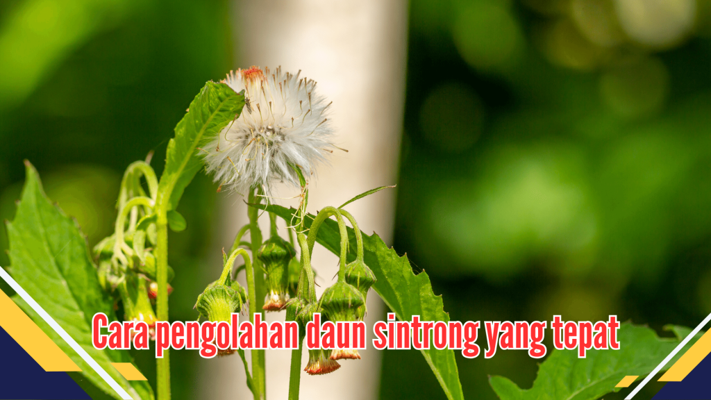 Cara pengolahan daun sintrong yang tepat